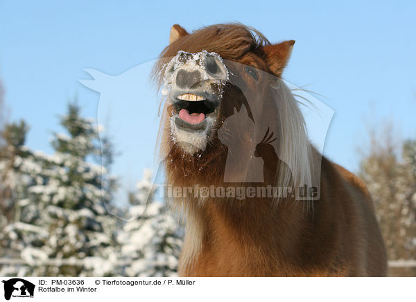 Rotfalbe im Winter / Icelandic horse in snow / PM-03636