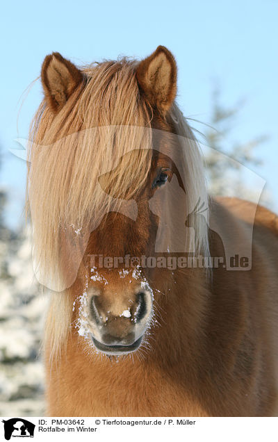 Rotfalbe im Winter / Icelandic horse in snow / PM-03642