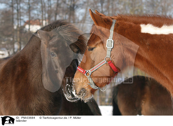 Islnder / icelandic horse / PM-03684