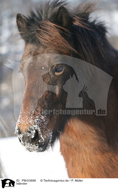Islnder / icelandic horse / PM-03686
