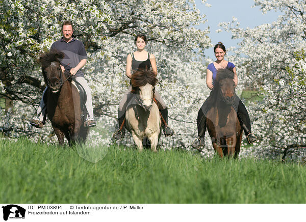 Freizeitreiten auf Islndern / riding Icelandic Horses / PM-03894