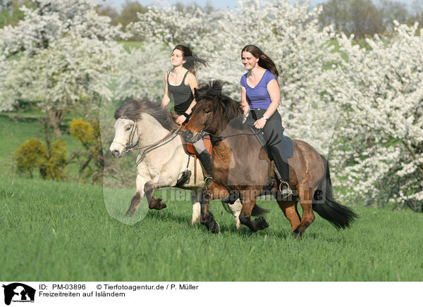 Freizeitreiten auf Islndern / riding Icelandic Horses / PM-03896