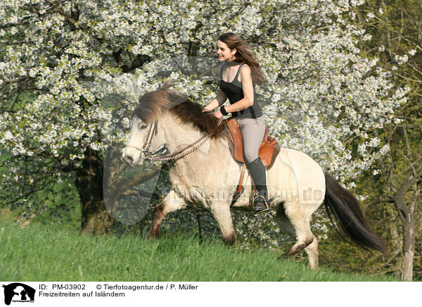 Freizeitreiten auf Islndern / riding Icelandic Horses / PM-03902