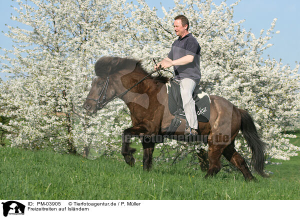 Freizeitreiten auf Islndern / riding Icelandic Horses / PM-03905