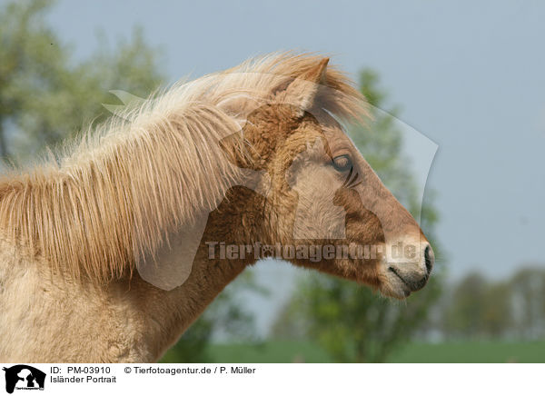 Islnder Portrait / Islandic Horse Portrait / PM-03910