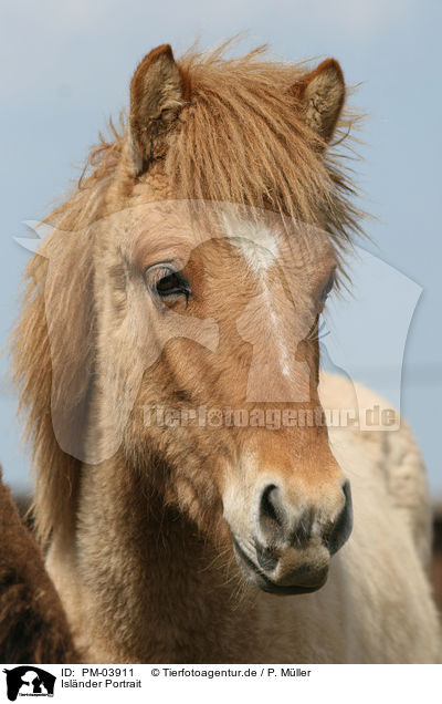 Islnder Portrait / Islandic Horse Portrait / PM-03911