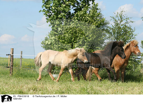 Islnder / Icelandic horse / PM-03918
