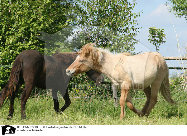 spielende Islnder / playing Icelandic Horses / PM-03919