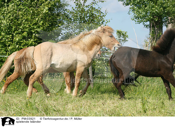 spielende Islnder / playing Icelandic Horses / PM-03921