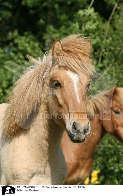 Islnder Portrait / Islandic Horse Portrait / PM-03928