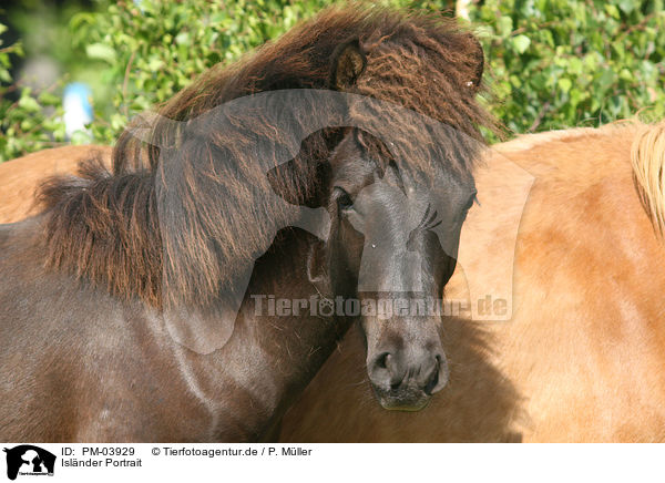 Islnder Portrait / Islandic Horse Portrait / PM-03929