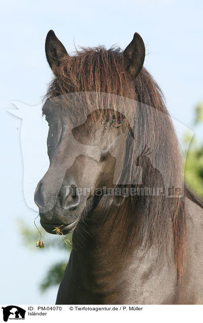Islnder / Icelandic horse / PM-04070
