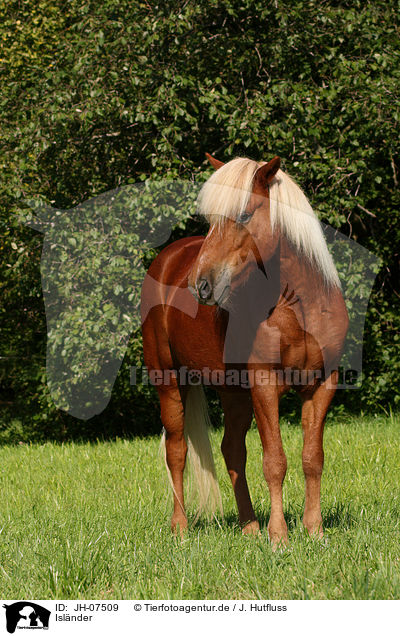 Islnder / Icelandic horse / JH-07509