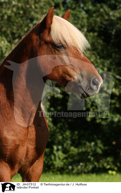 Islnder Portrait / Icelandic horse portrait / JH-07512