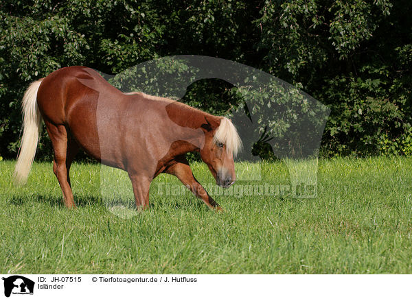 Islnder / Icelandic horse / JH-07515