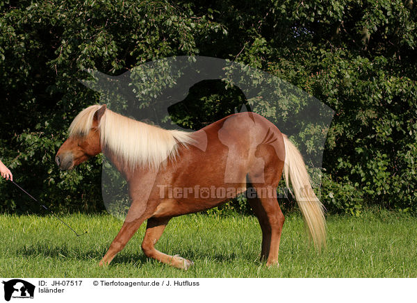 Islnder / Icelandic horse / JH-07517