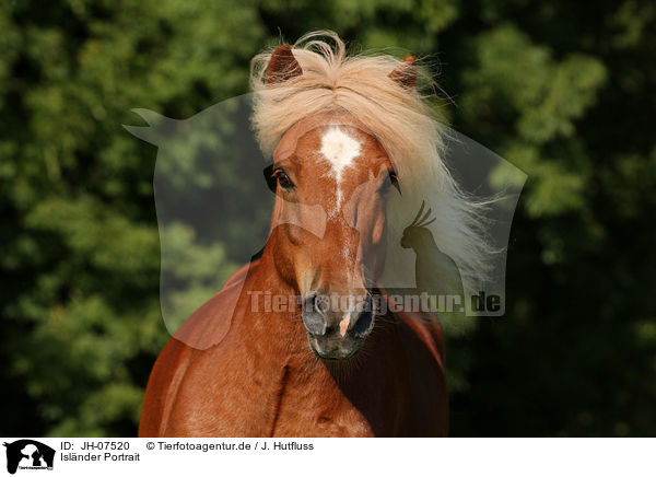 Islnder Portrait / Icelandic horse portrait / JH-07520