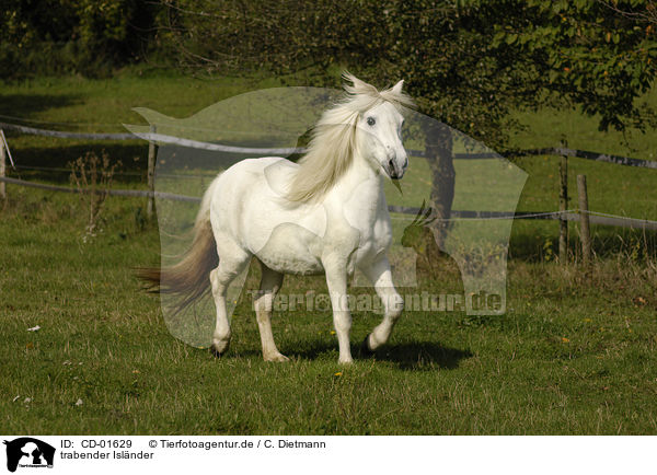 trabender Islnder / trotting Icelandic horse / CD-01629