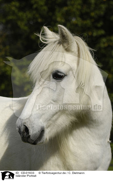 Islnder Portrait / Icelandic horse portrait / CD-01633