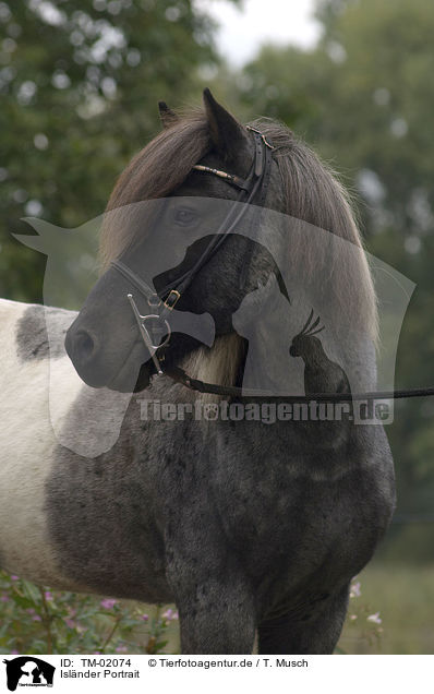 Islnder Portrait / Icelandic horse portrait / TM-02074