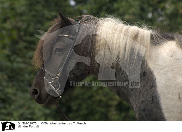 Islnder Portrait / Icelandic horse portrait / TM-02075