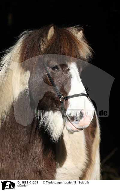 Islnder / Icelandic horse / BES-01208