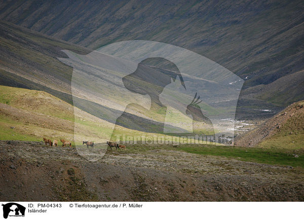 Islnder / Icelandic horse / PM-04343