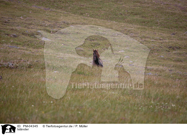Islnder / Icelandic horse / PM-04345