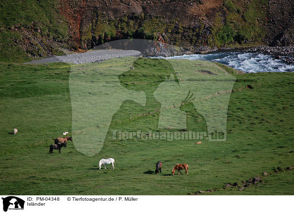 Islnder / Icelandic horses / PM-04348