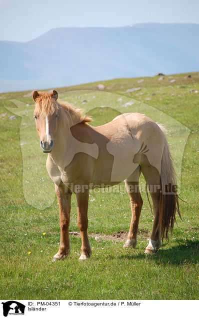 Islnder / Icelandic horse / PM-04351