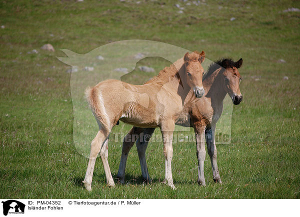Islnder Fohlen / Icelandic horse foals / PM-04352
