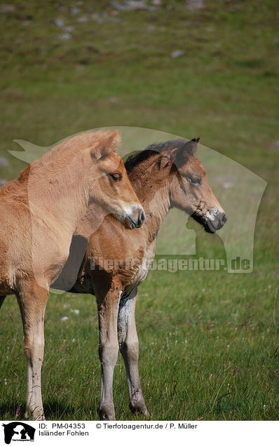 Islnder Fohlen / Icelandic horse foals / PM-04353