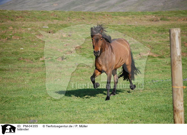Islnder / Icelandic horse / PM-04355
