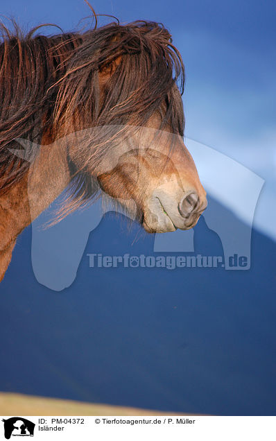Islnder / Icelandic horse / PM-04372
