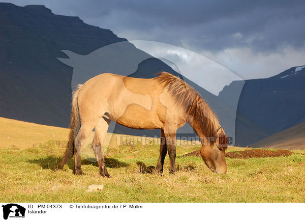 Islnder / Icelandic horse / PM-04373