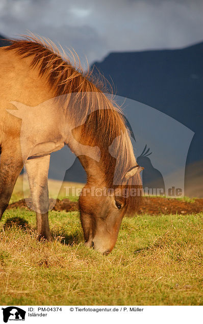 Islnder / Icelandic horse / PM-04374