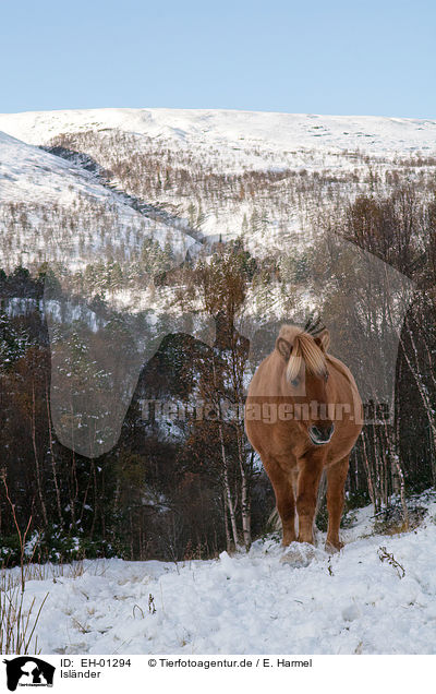 Islnder / Icelandic horse / EH-01294
