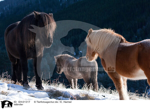Islnder / Icelandic horses / EH-01317