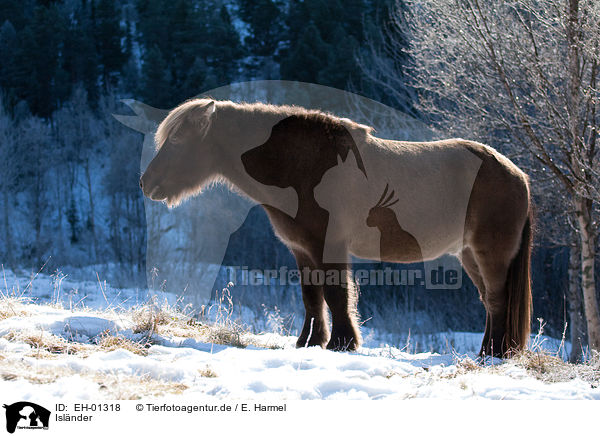 Islnder / Icelandic horse / EH-01318