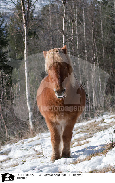 Islnder / Icelandic horse / EH-01323