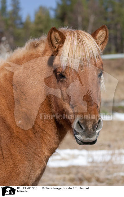 Islnder / Icelandic horse / EH-01333
