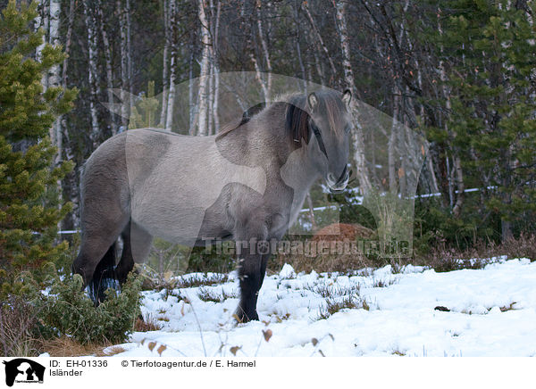 Islnder / Icelandic horse / EH-01336