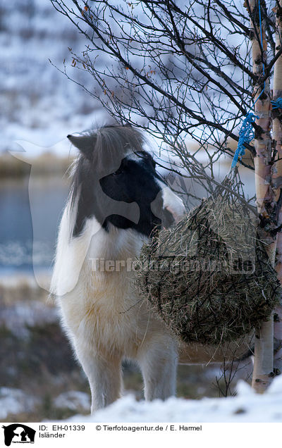 Islnder / Icelandic horse / EH-01339