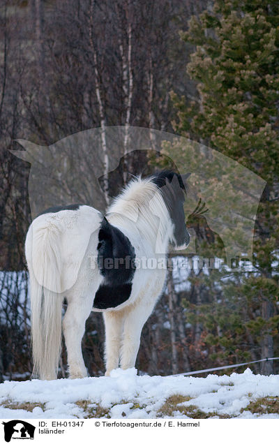 Islnder / Icelandic horse / EH-01347