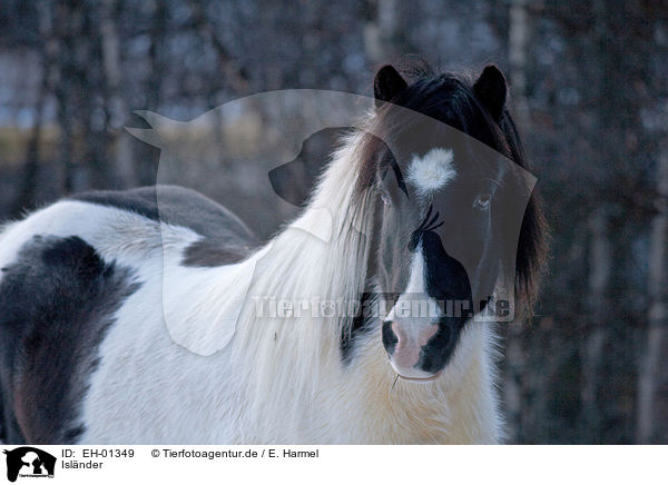 Islnder / Icelandic horse / EH-01349