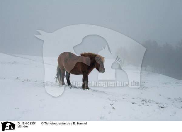 Islnder / Icelandic horse / EH-01351