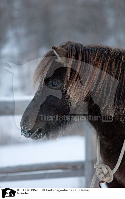 Islnder / Icelandic horse / EH-01357