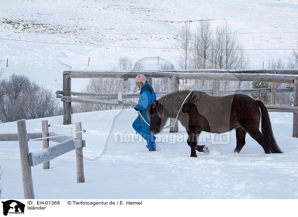 Islnder / Icelandic horse / EH-01368