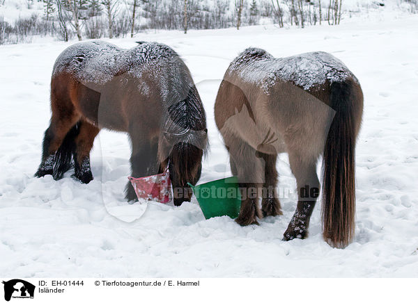 Islnder / Icelandic horses / EH-01444