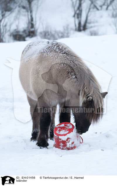 Islnder / Icelandic horse / EH-01456